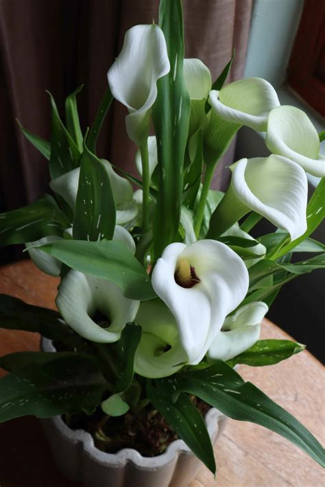 zantedeschia dior|Calla Lily Plant, Zantedeschia Flower – How to Grow .